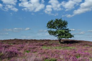 tree-943247_1280
